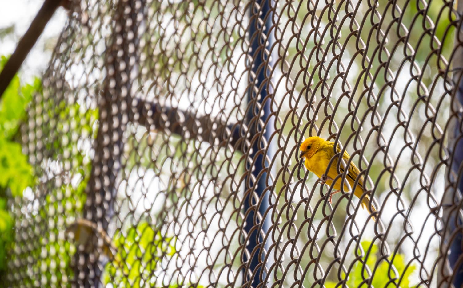 Grill Pigeon Safety Nets